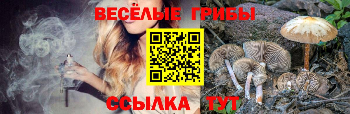 Галлюциногенные грибы Psilocybine cubensis Ступино
